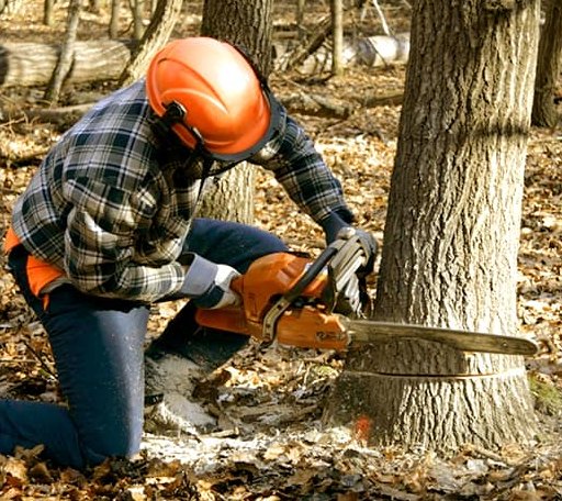 Tree Removal in Baileys Harbor, WI